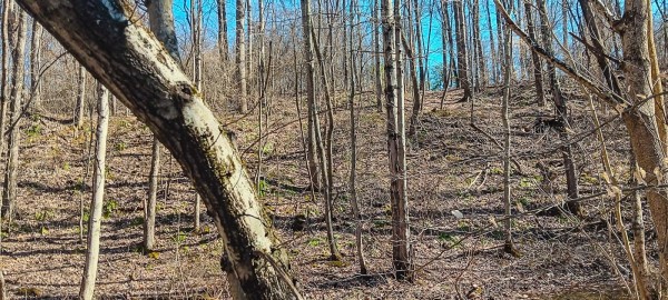 Tract 2 at Turkey Run property photo