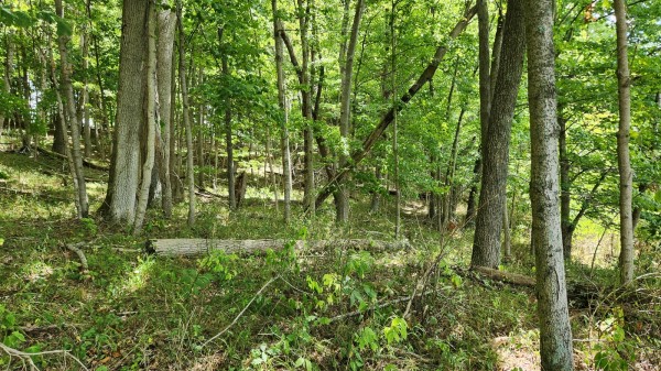 Tract 15 - Albany Woods property photo