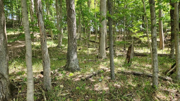 Tract 15 - Albany Woods property photo