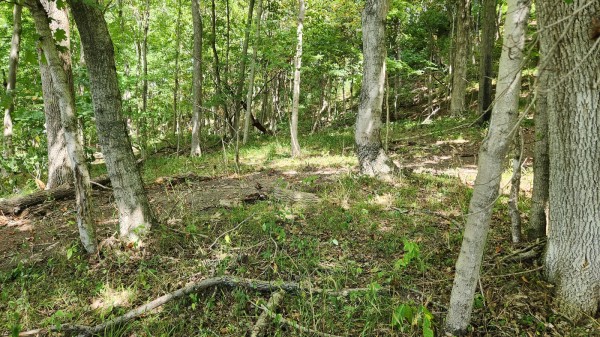 Tract 15 - Albany Woods property photo