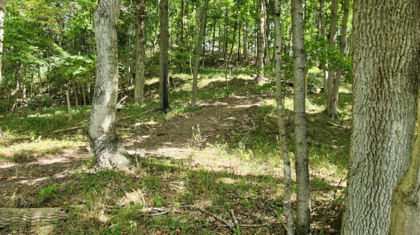 Tract 15 - Albany Woods property photo