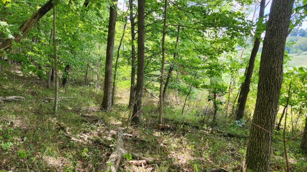 Tract 15 - Albany Woods property photo
