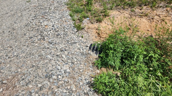 More of Tract 15 - Albany Woods