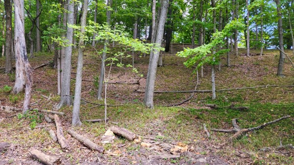 Tract 16 - Albany Woods property photo