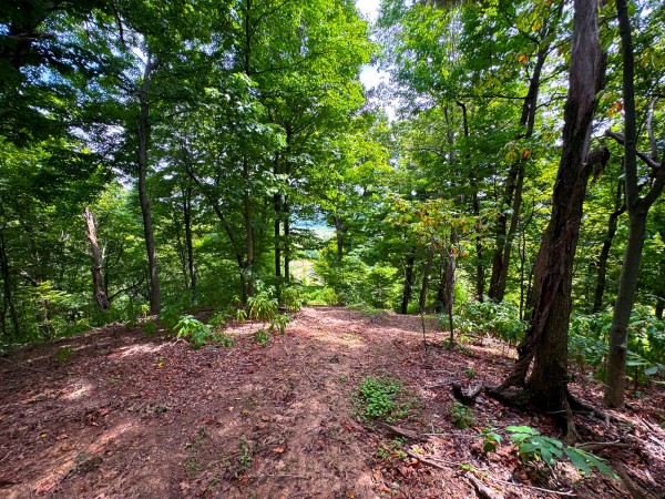 Tract 2 - Albany Woods property photo