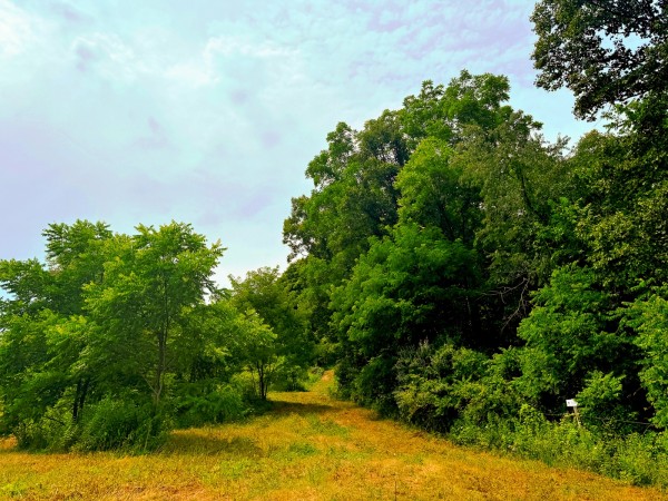 Tract 2 - Albany Woods property photo