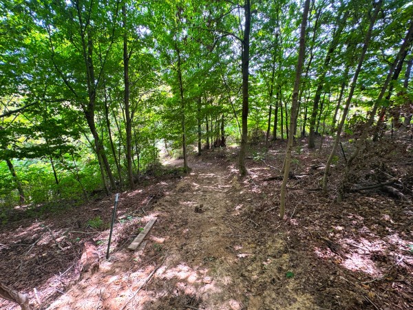More of Tract 2 - Albany Woods