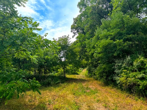 More of Tract 2 - Albany Woods