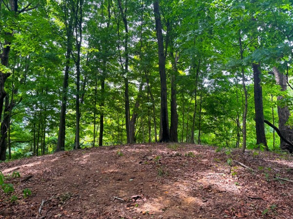 Tract 2 - Albany Woods property photo