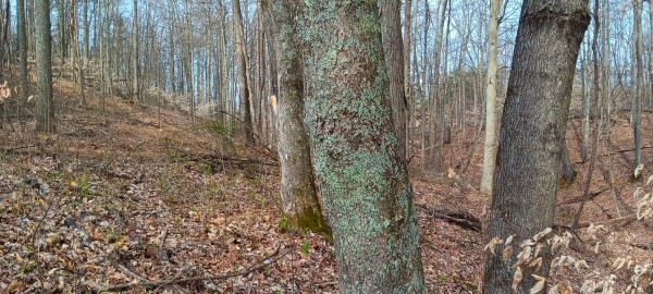 Tract 1 at Crown Wildlife Retreat property photo