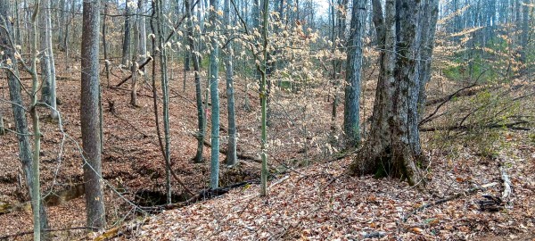 Tract 1 at Crown Wildlife Retreat property photo