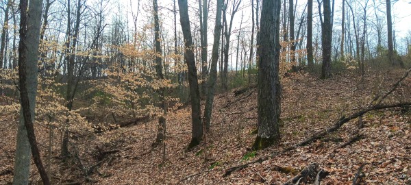 More of Tract 1 at Crown Wildlife Retreat