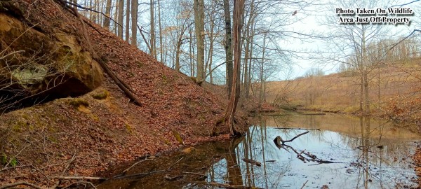 More of Tract 1 at Crown Wildlife Retreat