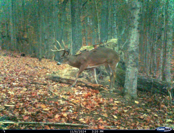 More of Tract 1 - Pike Lake Getaway