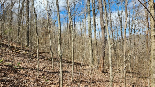 Tract 1 - Pike Lake Getaway property photo
