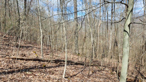 Tract 1 - Pike Lake Getaway property photo