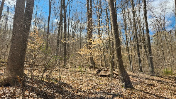 More of Tract 1 - Pike Lake Getaway