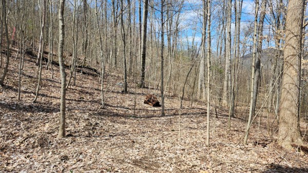 Tract 2 - Pike Lake Getaway property photo