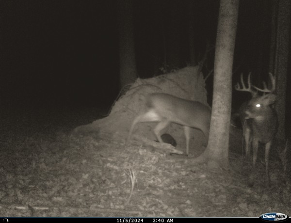 Tract 2 - Pike Lake Getaway property photo