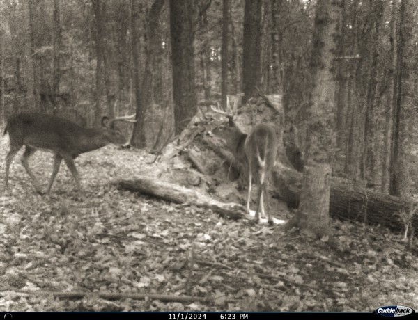 Tract 2 - Pike Lake Getaway property photo
