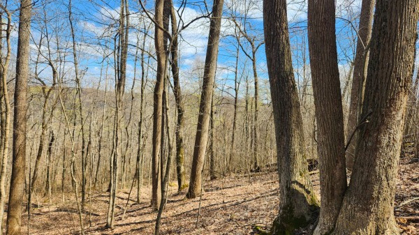 Tract 2 - Pike Lake Getaway property photo