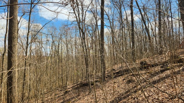 Tract 2 - Pike Lake Getaway property photo