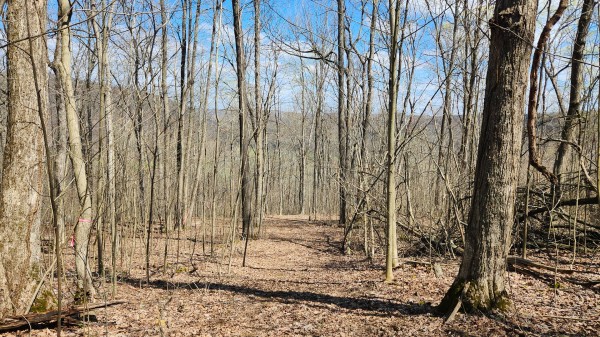 More of Tract 2 - Pike Lake Getaway