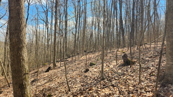 Tract 2 - Pike Lake Getaway property photo