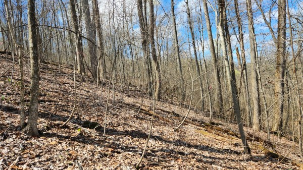 Tract 2 - Pike Lake Getaway property photo