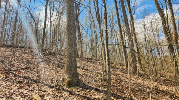 Tract 2 - Pike Lake Getaway property photo