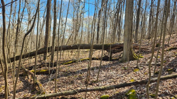 Tract 2 - Pike Lake Getaway property photo