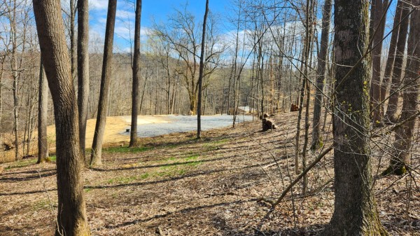 Tract 2 - Pike Lake Getaway property photo
