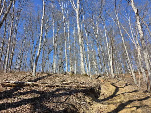 Big Timber Ridge - Phase II Tract 5 property photo