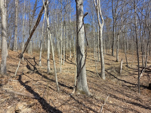 Big Timber Ridge - Phase II Tract 5 property photo