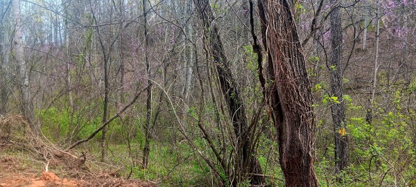 Tract 2 at Crown Wildlife Retreat property photo