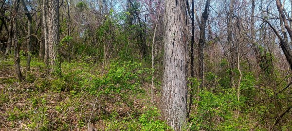 Tract 2 at Crown Wildlife Retreat property photo