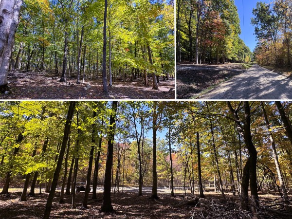 Tract 6 - Easterday Woods property photo