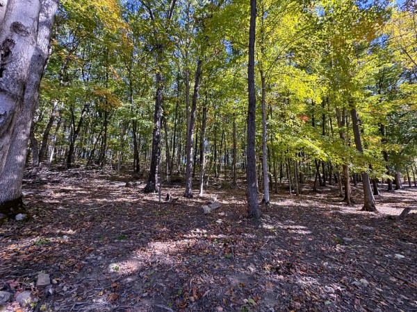 Tract 6 - Easterday Woods property photo