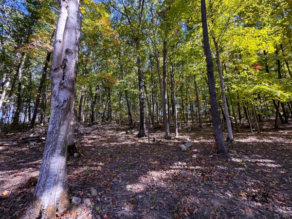 Tract 6 - Easterday Woods property photo