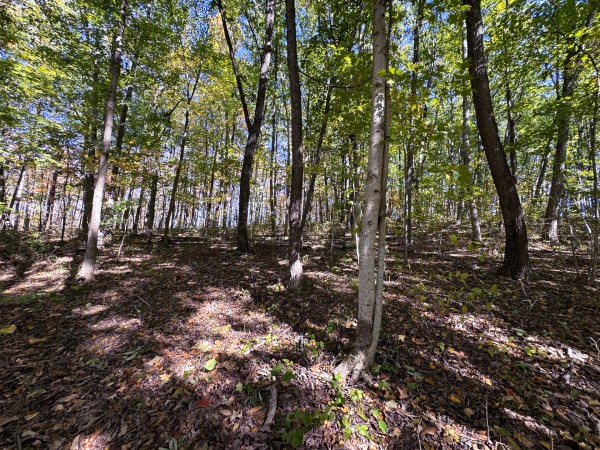Tract 6 - Easterday Woods property photo