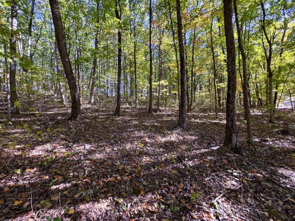 Tract 6 - Easterday Woods property photo