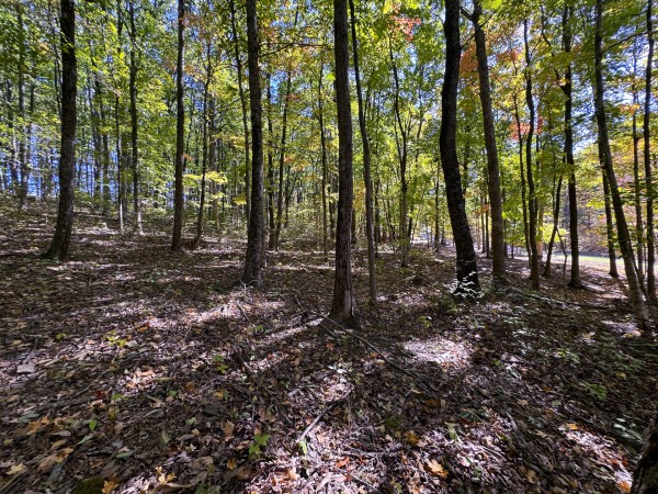 Tract 6 - Easterday Woods property photo