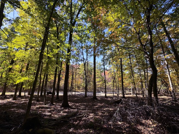 Tract 6 - Easterday Woods property photo