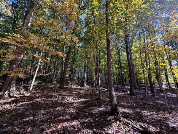 Tract 6 - Easterday Woods property photo