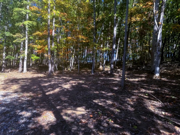 More of Tract 6 - Easterday Woods