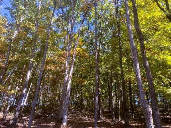 More of Tract 6 - Easterday Woods