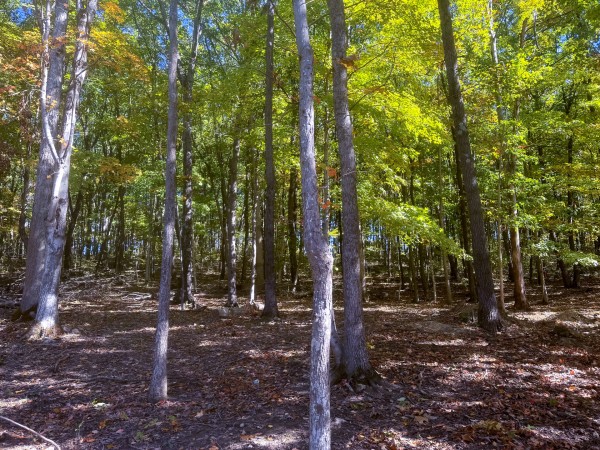 More of Tract 6 - Easterday Woods