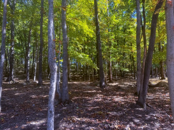 More of Tract 6 - Easterday Woods