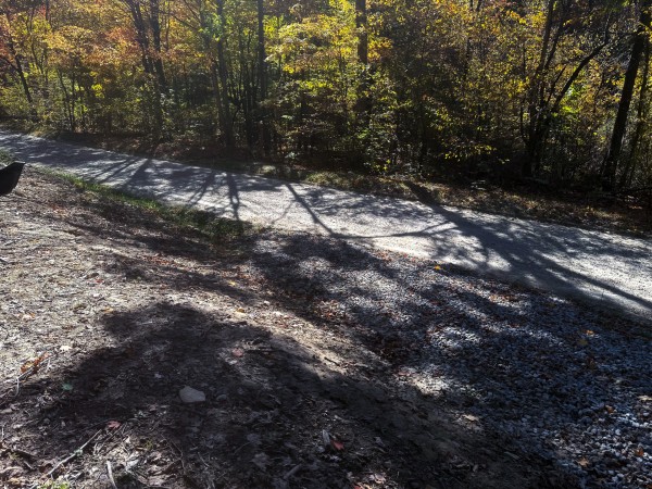 More of Tract 6 - Easterday Woods