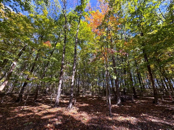 Tract 7 - Easterday Woods property photo